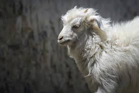 Vastramz Cashmere Goat Pic